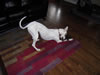 Doggie-Pictures-094